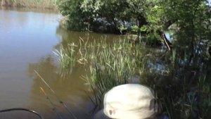 Рыбалка.  Ловля на пружины на течении и разговор с индюком. My fishing