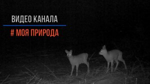 Косуля ночью