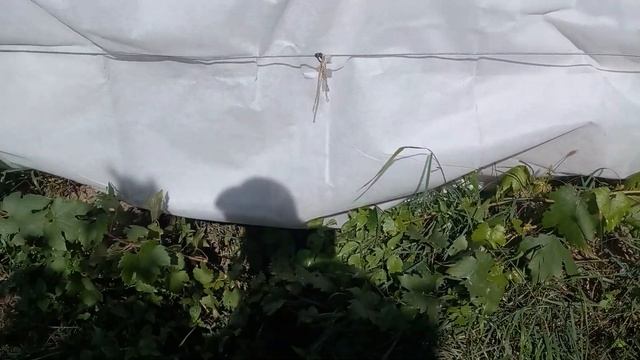 Помогаем молодёжи, увеличиваем САТ и продлеваем вегетацию. смотреть онлайн