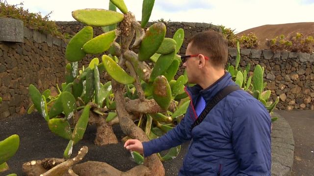 Кошенильные плантации Канарские острова Лансароте (Lanzarote) #Авиамания