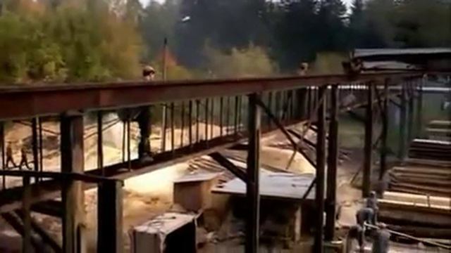 Лесной олень