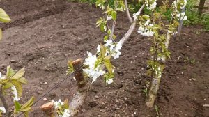 цветение черешни, формировка UFO. 2023