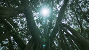 Panasonic "Living and Nature" with Dia Mirza