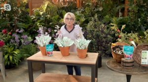 Barbara King 3-Piece Hosta Kiwi Spearmint Live Plants on QVC
