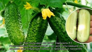 Что такое партенокарпические огурцы и какие сорта выбрать