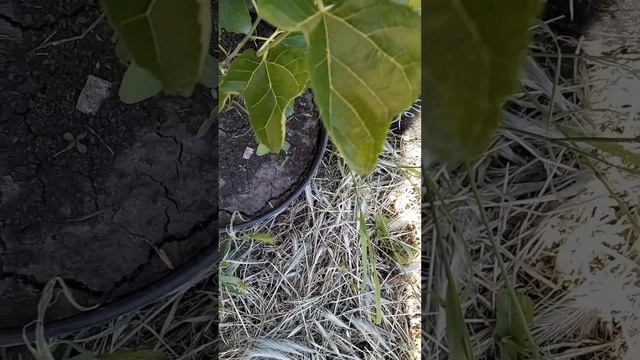 Обзор шелковицы Пакистанские, Шахтут, Альба, Марварид, Джерарди, Шангрила, Гималайская на 08.06.202