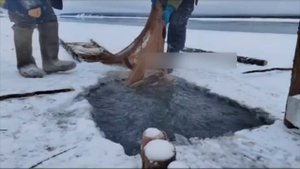 Рыбаки проверяют заездок. Нынче богатый улов налима. #якутия #russia #video #youtube #рыбалка