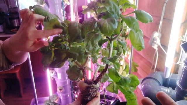 Базилик - дерево. Растёт 6 мес. в установке Аэро-Флора. Аэропоника Аэро-Флора. Читай описание смотреть онлайн