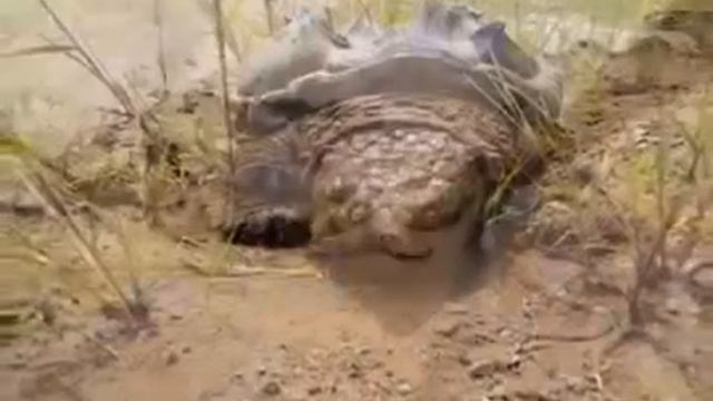 В Амуре обнаружили черепаху-монстра смотреть онлайн