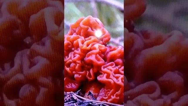 Грибы строчки ядовиты при варке смотреть онлайн