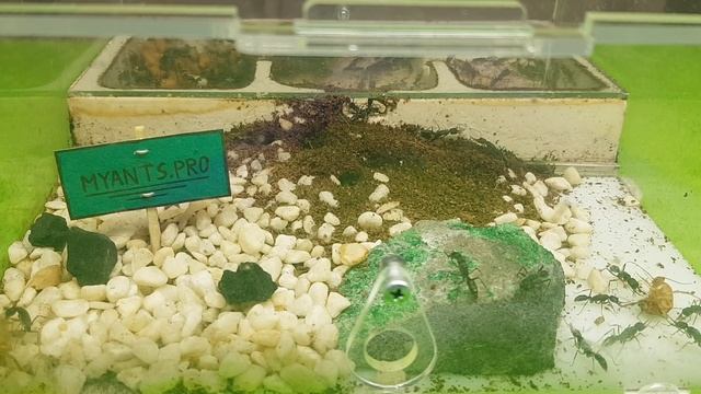 Harpegnathos Venator (Венаторы), частые вопросы, содержание, формикарий