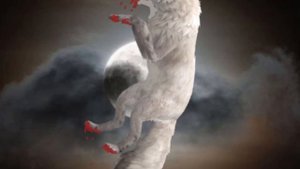 Wcmv У неё красные глаза…