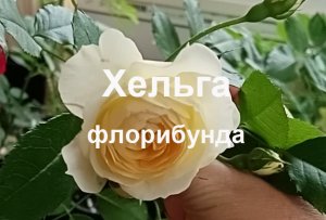 Роза Флорибунда Хельга