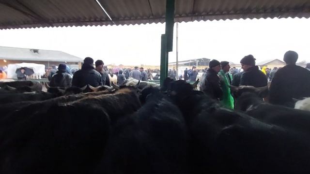КАТТА БОКМА БУКАЛАР КАТТА КУРГОН БОЗОРИДА