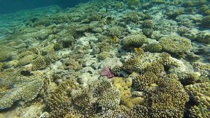 Прибрежная часть рифа возле отеля Concorde El Salam