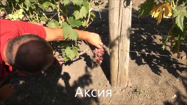 Аксия смотреть онлайн