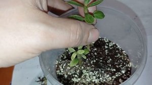 Адениум из семян! Сеянцам 4 месяца! 20/05/2022
