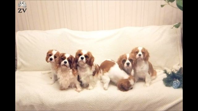 Дружна сім'я. Кавалер Кінг Чарльз Спанієль. смотреть онлайн