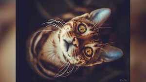 Бенгальская кошка: окрасы породы