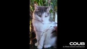 ПОДБОРКА НОВЫХ ПРИКОЛОВ С ЖИВОТНЫМИ. КОРОТКИЕ видеоролики #Shorts (#24)