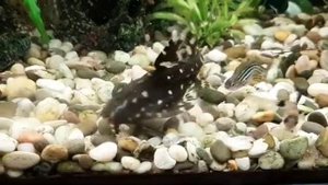 Звёздчатый агамикс. 
сом