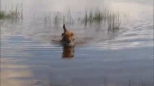 Питомник эрдельтерьеров Кэттилайн.