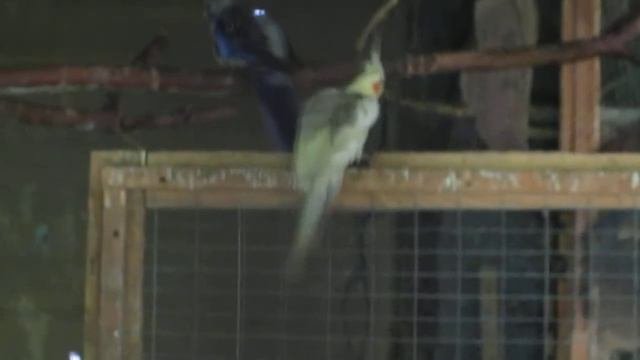ПОПУГАЙ КОРЕЛЛА - говорящий Попугай Cockatiel