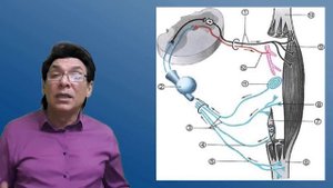 Соматосенсорная система. Сенсорные системы.  Анализаторы