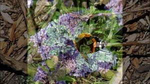 ТОП 5 Самых МОДНЫХ Цветущих Кустарников - НАХОДКА для Вашего Сада