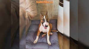 БУЛЬТЕРЬЕР - Стандартный бультерьер отличный выбор для семьи