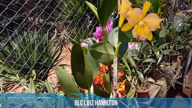 LINDA ORQUÍDEA ADULTA COM FLORAÇÃO AMARELA - BLC LUIZ HAMILTON смотреть онлайн