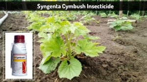 Cymbush | Syngenta | insecticide | Cypermethrin 25% EC | The Advance Agriculture