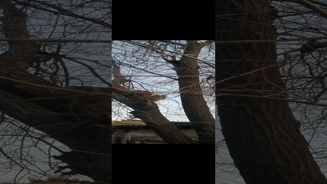 #Разборкикотов #котыприлетели #интересноевидео #марьевка #смешноевидео #весна
