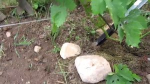 🔴🔴Сигнальные грозди винограда на двухлетних кустах