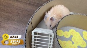 История хомяка | Огромный лабиринт своими руками для Кнопы | DIY