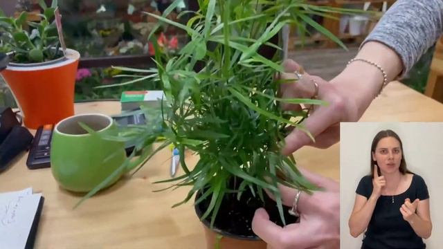 Аспарагус Фалькатус { СУРДОПЕРЕВОД } или серповидный аспарагус | Как ухаживать за этим красавчиком