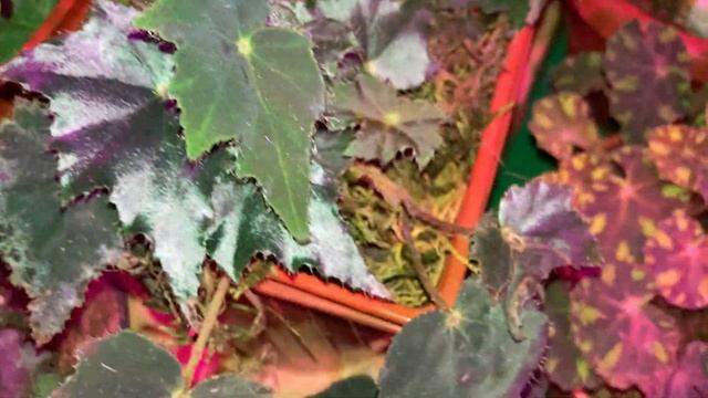 «Дети Подземелья». Коллекция бегоний на зимней квартире «Деревеньки...». смотреть онлайн