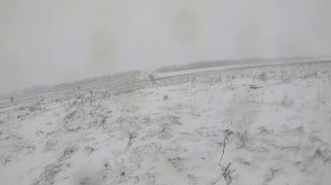 Охота на норе с фокстерьером.