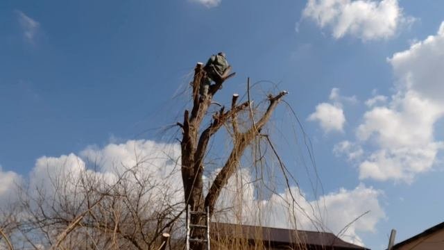 Спил дерева по частям, профисиональным способом!