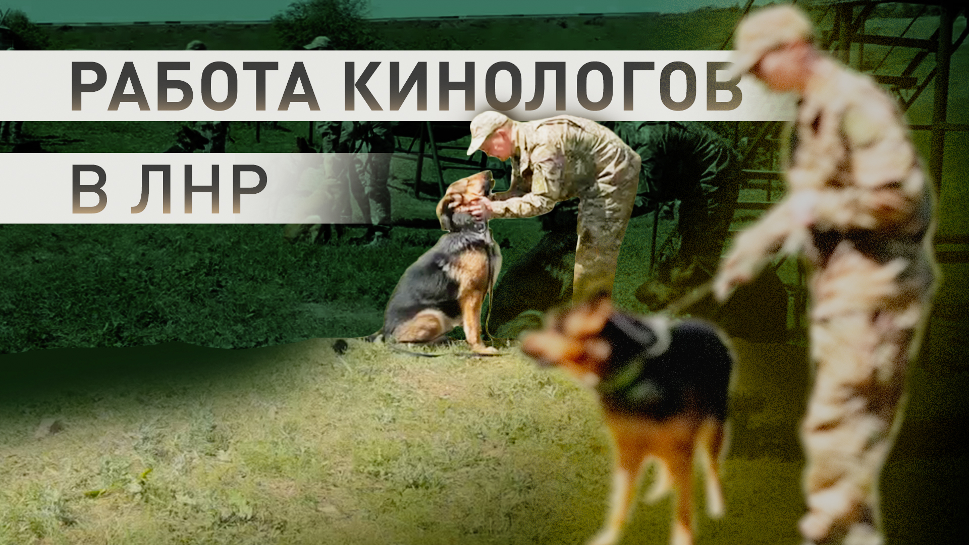 Охрана объектов и поиск мин: как работают служебные собаки в зоне СВО