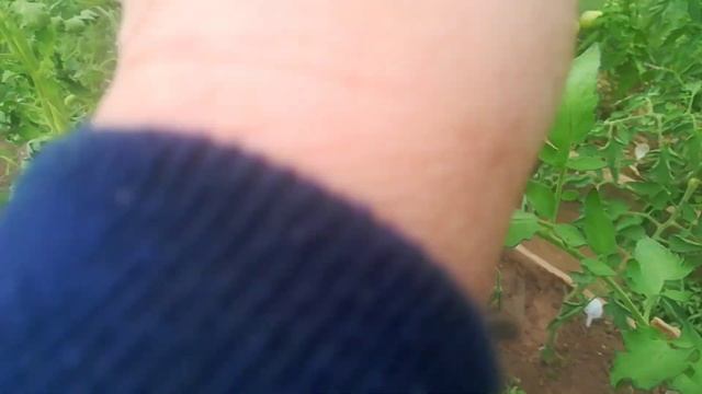 Томат - Гребень розовый смотреть онлайн