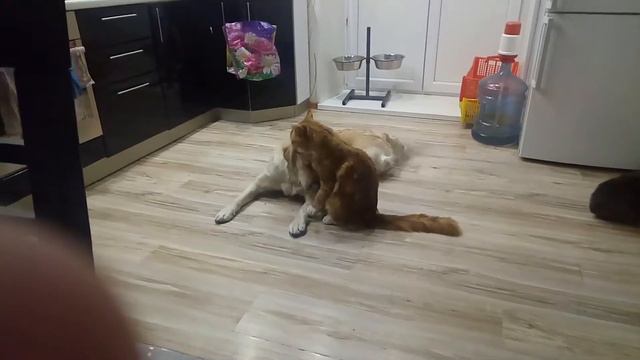 Закадычные друзья !? смотреть онлайн