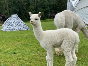 База отдыха Ильинский пляж -  Фестиваль Alpaca Wellbeing Fest