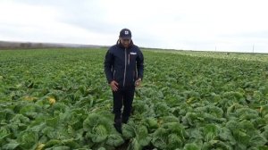 Пекинская капуста Эндуро  F1, выращивание с Био препаратами!