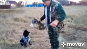 Ейск на связи!!! Натаска русского спаниеля на зайца.