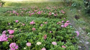 Kebun Bunga Hortensia, Bukit Sekipan, Kalisoro, Tawangmangu.