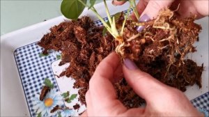 Пришла пора делить и пересаживать деток антуриума из теплички. Часть 2