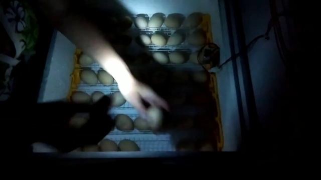 Инкубация куриных яиц,проверка яиц на оплодотворения ???