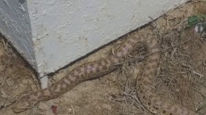 Ядовитые змеи Узбекистана. Гюрза. Ташкентская область. Ташморе.