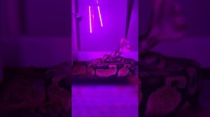 Кормление королевского питона Юрика. #питон #кормлениезмеи #змея